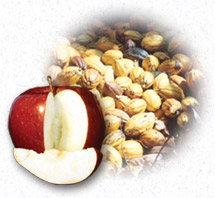 cocoa beans and apple