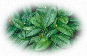 plant foliage